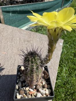 Preview: Echinopsis aurea v shaferi